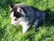 Adoption chiot husky sibérien 