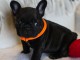 Chiots bouledogue français à donner 