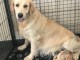 Dons chiot golden retriever a donner 