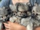 Chiots spitz allemand à adopter 