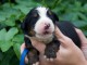 Chiots berger australien lof à donner 