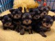 Adoption chiot York disponible 