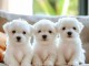 Magnifique chiot bichon maltais 