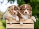 Chiots berger australien lof mâle a donner 