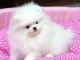 Chiots spitz nain petit taille 