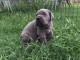 Chiots Cane corso à adopter 