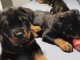 chiots ROTTWEILER a donner 