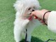 Bébé chiot bichon frisé 