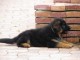 adoption chiot berger allemand lof 