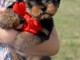 chiots Yorkshire mâle a donner 