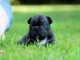 à partir chiot bouledogue français 