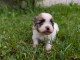 adoption chiot spitz allemand mâle 