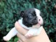chiots bouledogue français à donner 