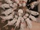 chiots dalmatien a donner 