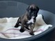 chiots boxer a donner 