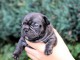 chiots bouledogue français à donner 