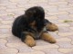 Dons chiot berger allemand lof femelle 