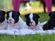 Dons chiot bouledogue français 