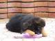 Dons chiot type berger allemand lof 