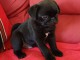 Chiots carlin a donner mâle 