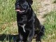 Chiots carlin disponible pour adoption 