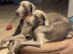 Magnifiques chiots Braque de Weimar - Argentia Mist A.....