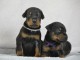 Chiots Dobermann à adopter 