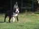 Adorable chiot Boston terrier mâle a donner 