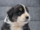 Dons chiot berger australien 