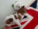 chiots bulldog anglais a donner 