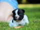 chiots bouledogue français disponible 