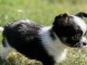 Chiots chihuahua disponible pour adoption 