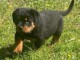 Je donne chiot rottweiler disponible 