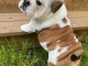 Je donne chiot bulldog anglais disponible 