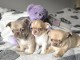 Adoption chiot chihuahua mâle et femelle 