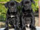 Je donne chiot Cane corso femelle 