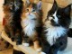 Dons chatons maine coon disponible 