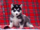 Chiots husky sibérien à donner 