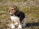 Je donne chiot beagle disponible 