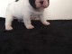 Je donne chiot bouledogue français 