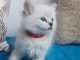 bébé chaton ragdoll disponible 