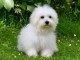 bébé chiot coton de Tuléar disponible 