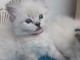Bébé chaton ragdoll disponible 