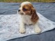 chiot cavalier king charle femelle 