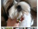 chiots Shih Tzu à donner 