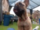 je donne chiot bouledogue français femelle 