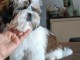 chiot Shih Tzu à donner 