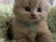 Chatons British Shorthair et Longhair
