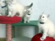 chaton ragdoll à donner 