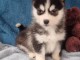chiots husky sibérien à donner 